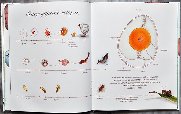 Бубе, пилићи, лептири. Студирамо природу заједно са децом