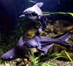 Морски сом: мини ајкула у вашем акваријуму Морски сом: мини ајкула у вашем акваријуму