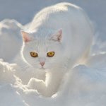 Британска бела Британска бела