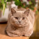 Британска лила: британске боје
