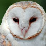 Кућне сове: како одржавати?