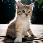 Како одредити пол ките? Како одредити пол ките?