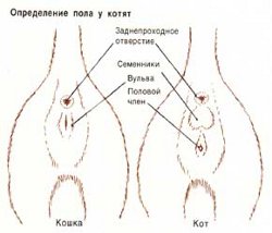 Како одредити пол ките?