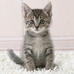 Како одредити узраст маца? Како одредити узраст маца?