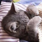 Калцитовирус код мачака Калцитовирус код мачака