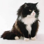 Кретање мачака: шта радити?