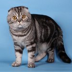 Боје шкотских мачака Боје шкотских мачака