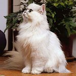 Перзијски цхинцхилла