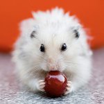 Хране за храњење: можете и не можете Хране за храњење: можете и не можете