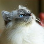 Мачке расте: бурманска мачка