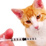 Вакцинације за мачке Вакцинације за мачке