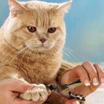 Кошење канџе. Како сјечити канџе мачке?