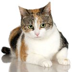 Мачке са три боје