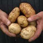 Болести кромпира Болести кромпира