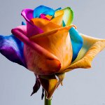 Цвијеће за 8. март: оригинални обојени букети