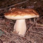 Гдје сакупљати печурке