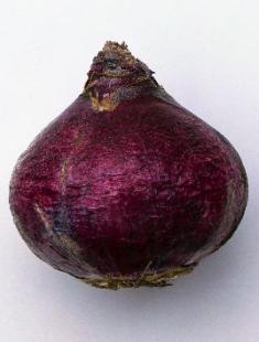 Хијацин код куће