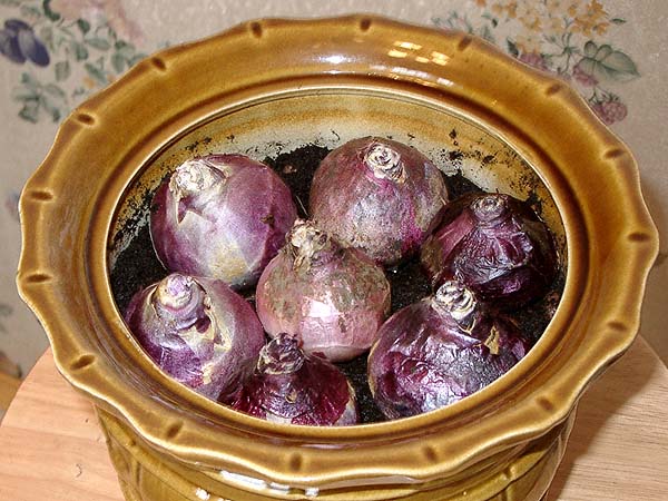  Хијацин код куће