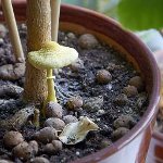 Печурке у земљи: како расти