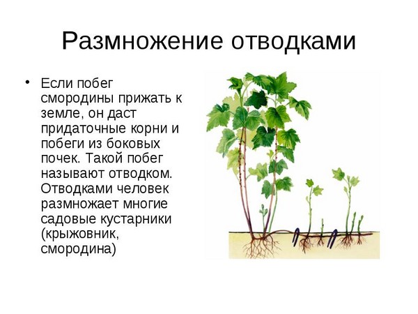 Јосхта - необична симбиоза укуса и користи