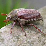 Како се суочити са ларвама мајске бубе