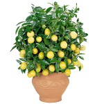 Како узгајати лимун код куће? Како узгајати лимун код куће?
