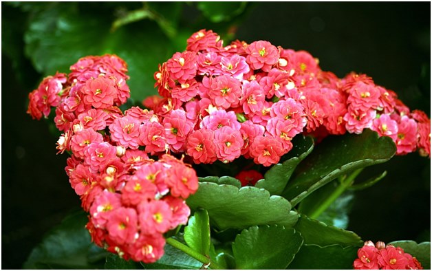 Каланцхое цвет