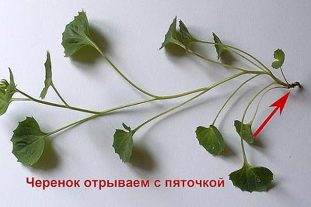 Брига за Цампанула