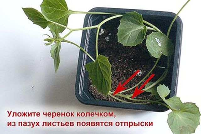 Брига за Цампанула