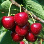 Обрезивање слатке трешње