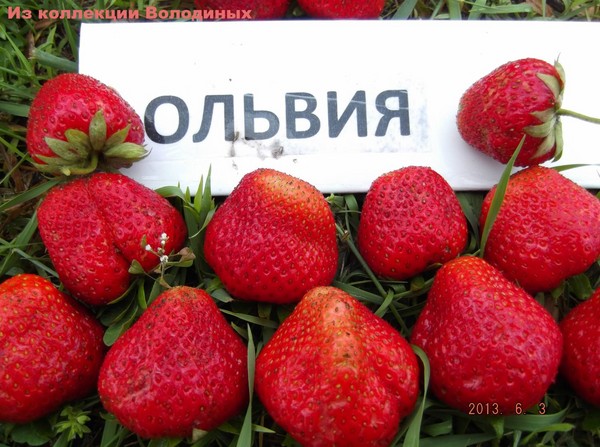 Најбоље јагоде - опис, карактеристике, фотографија