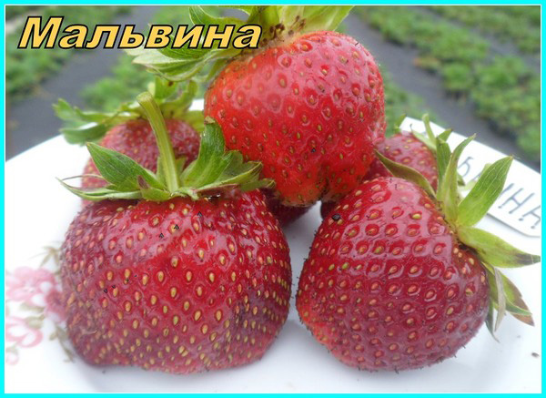 Најбоље јагоде - опис, карактеристике, фотографија