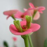 Отровна кућишта
