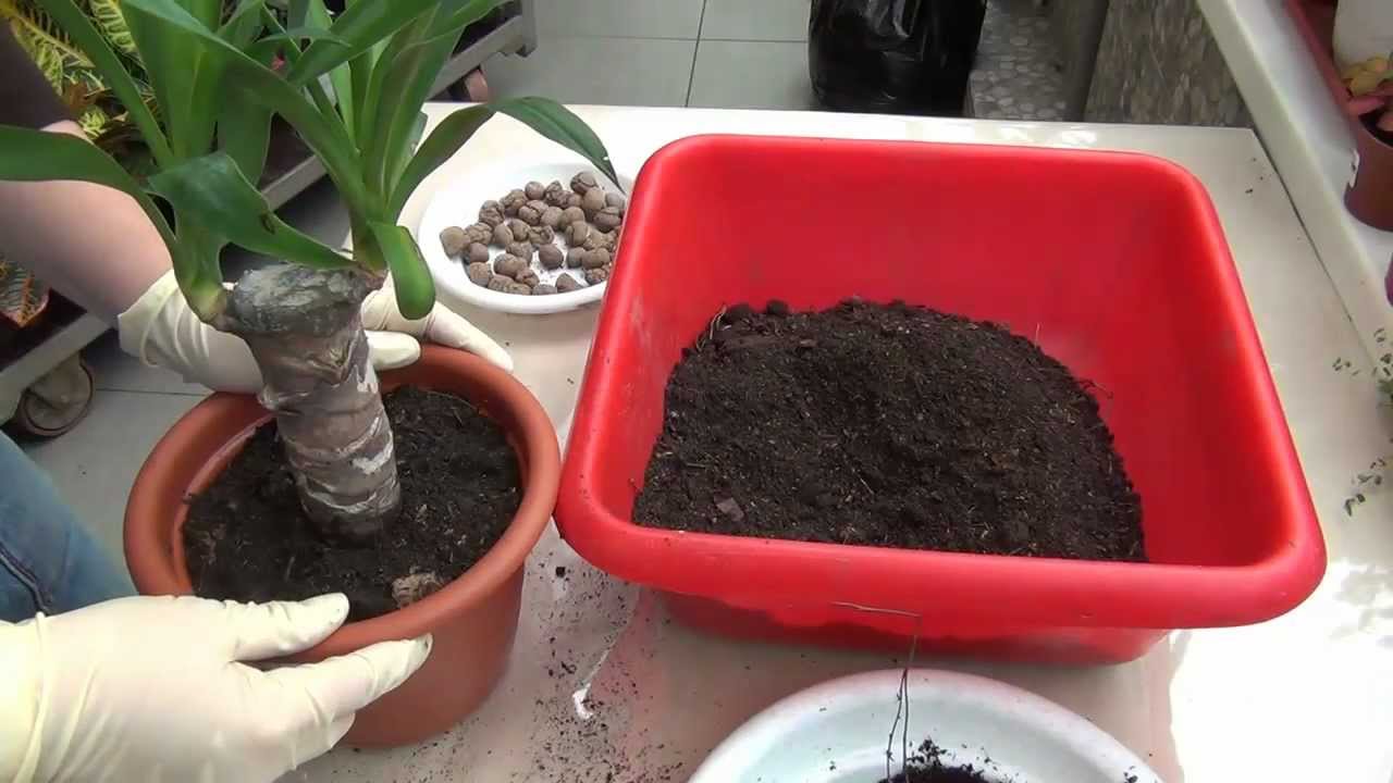 Иуцца код куће: брига и репродукција