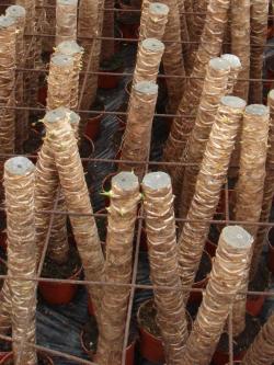Иуцца код куће: брига и репродукција