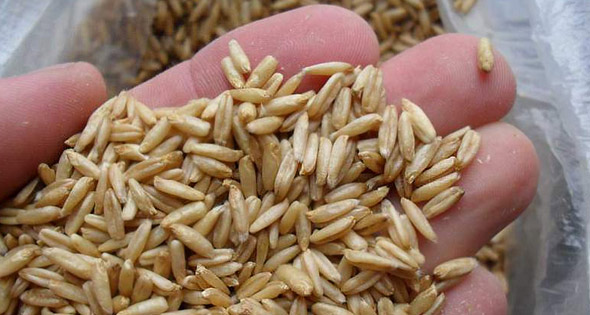 Лечење атеросклерозе са народним лековима