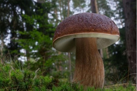 Боровик: фотографија и опис