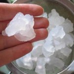 Индијски морски пиринач Индијски морски пиринач