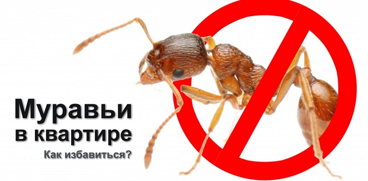 Како се решити мрава?