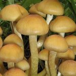 Како разликовати лажне агарике меда од јестивих