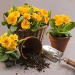 Како пресадити цвијеће Како пресадити цвијеће