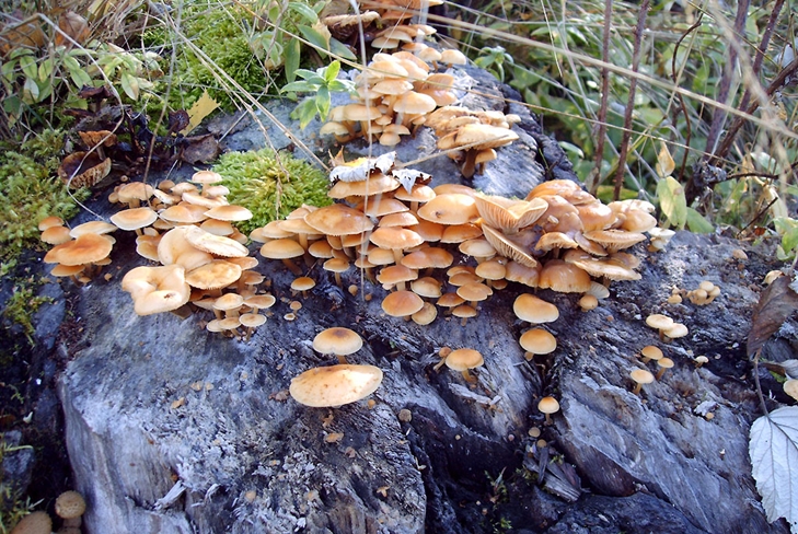 Отровне печурке: лажни агарици меда, фото
