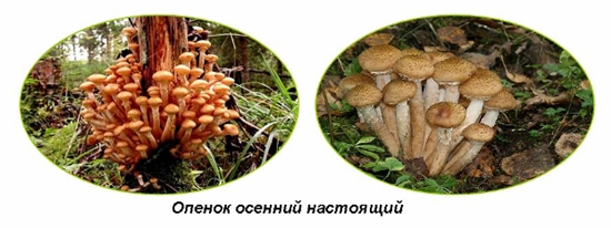 Отровне печурке: лажни агарици меда, фото