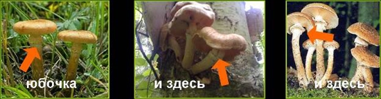 Отровне печурке: лажни агарици меда, фото