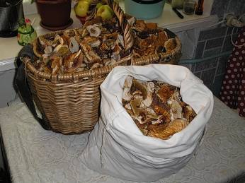 Како сушити печурке у кући