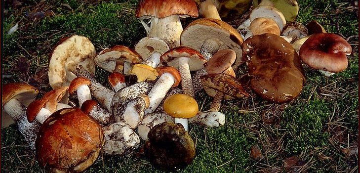 Рецепт за супу од сушених печурака, његове корисне особине