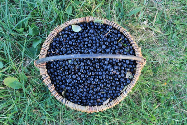 Јамо од црне чоке