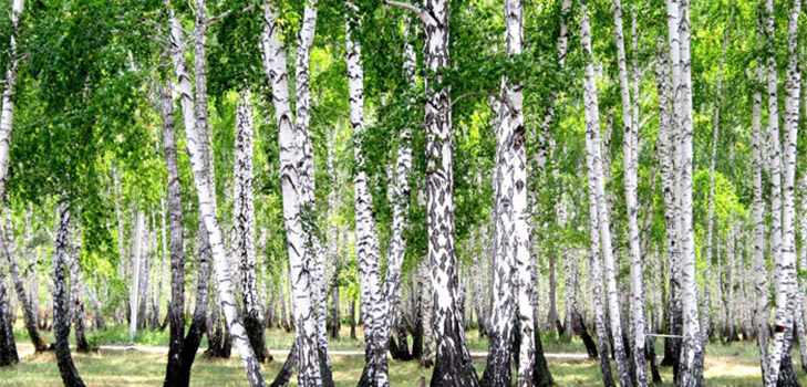 Коришћење безичног сокова за људско тело