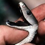 Прва помоћ са уједом змије